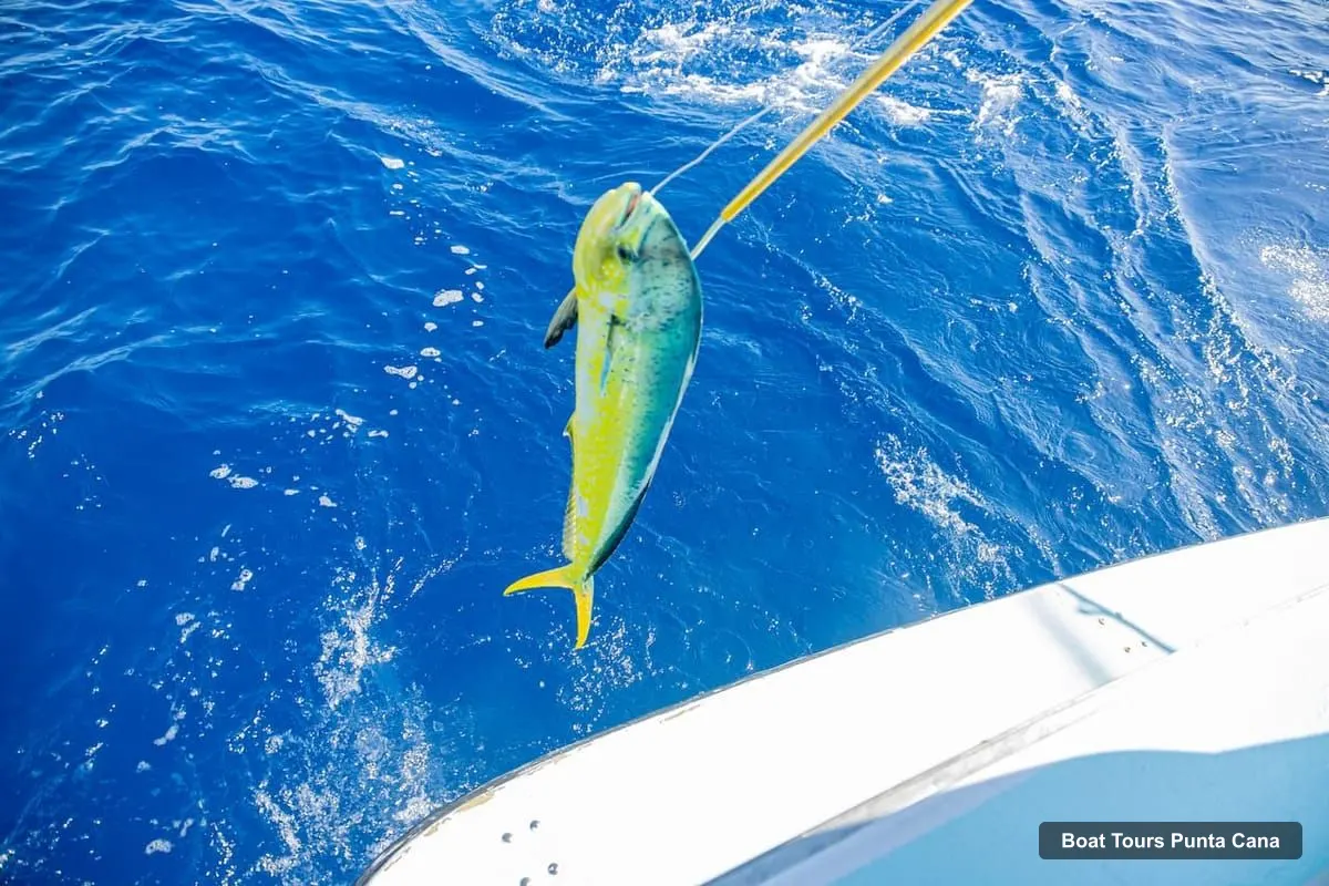 Boat Tours Punta Cana – Deep Sea Fishing Tour by Boat with Drinks (photo 4)