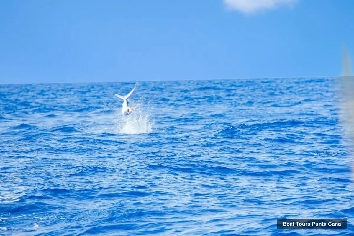 Boat Tours Punta Cana – Deep Sea Fishing Tour by Boat with Drinks (photo 5)