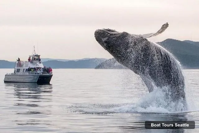 Boat Tours in Seattle – Whale and Orca Boat Tour near Seattle