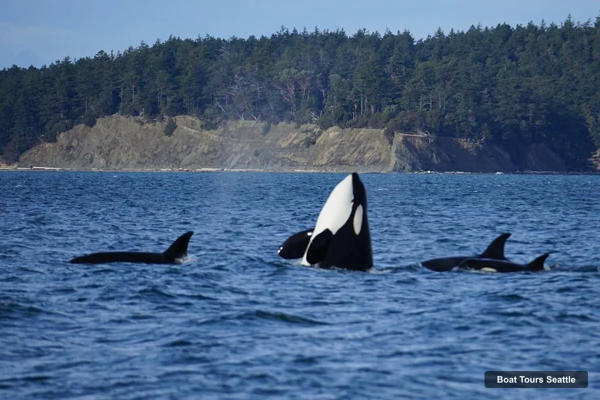 Boat Tours in Seattle – Whale and Orca Boat Tour near Seattle (photo 2)