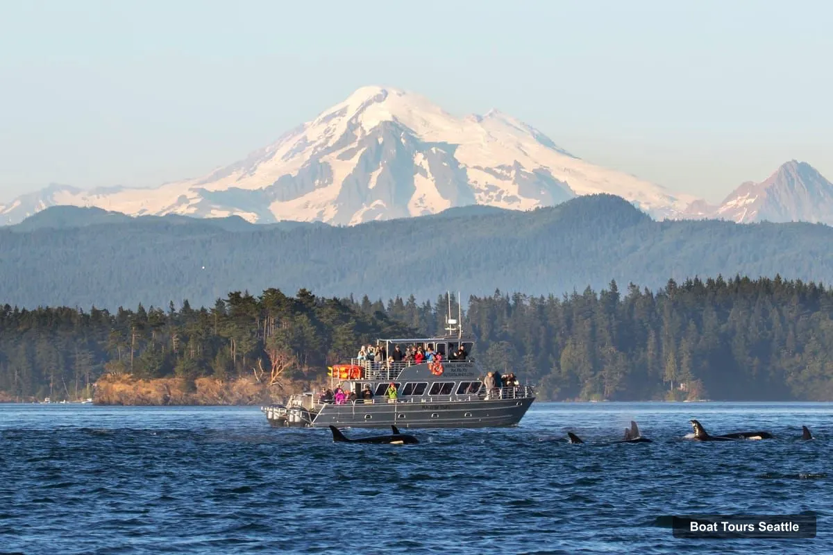 Boat Tours in Seattle – Whale and Orca Boat Tour near Seattle (photo 5)
