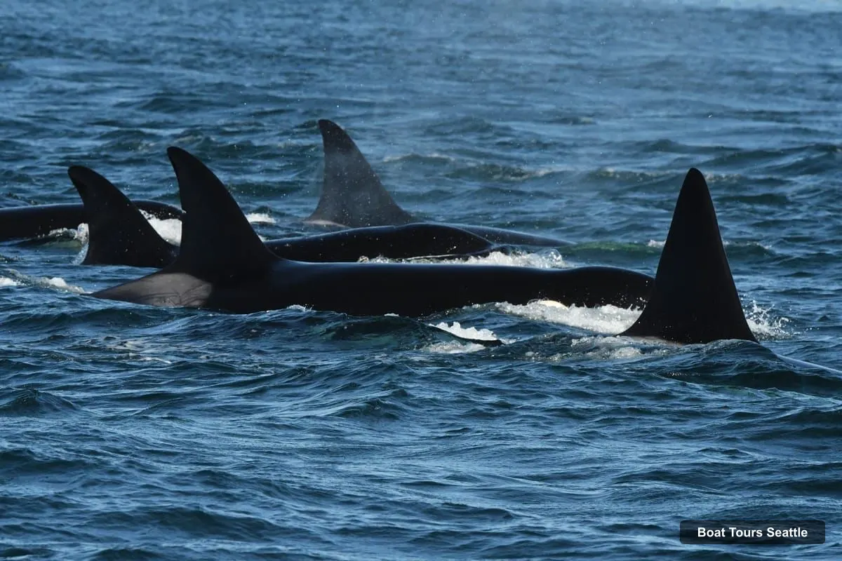Boat Tours in Seattle – Whale Watching Adventure Tour Near Seattle (photo 2)