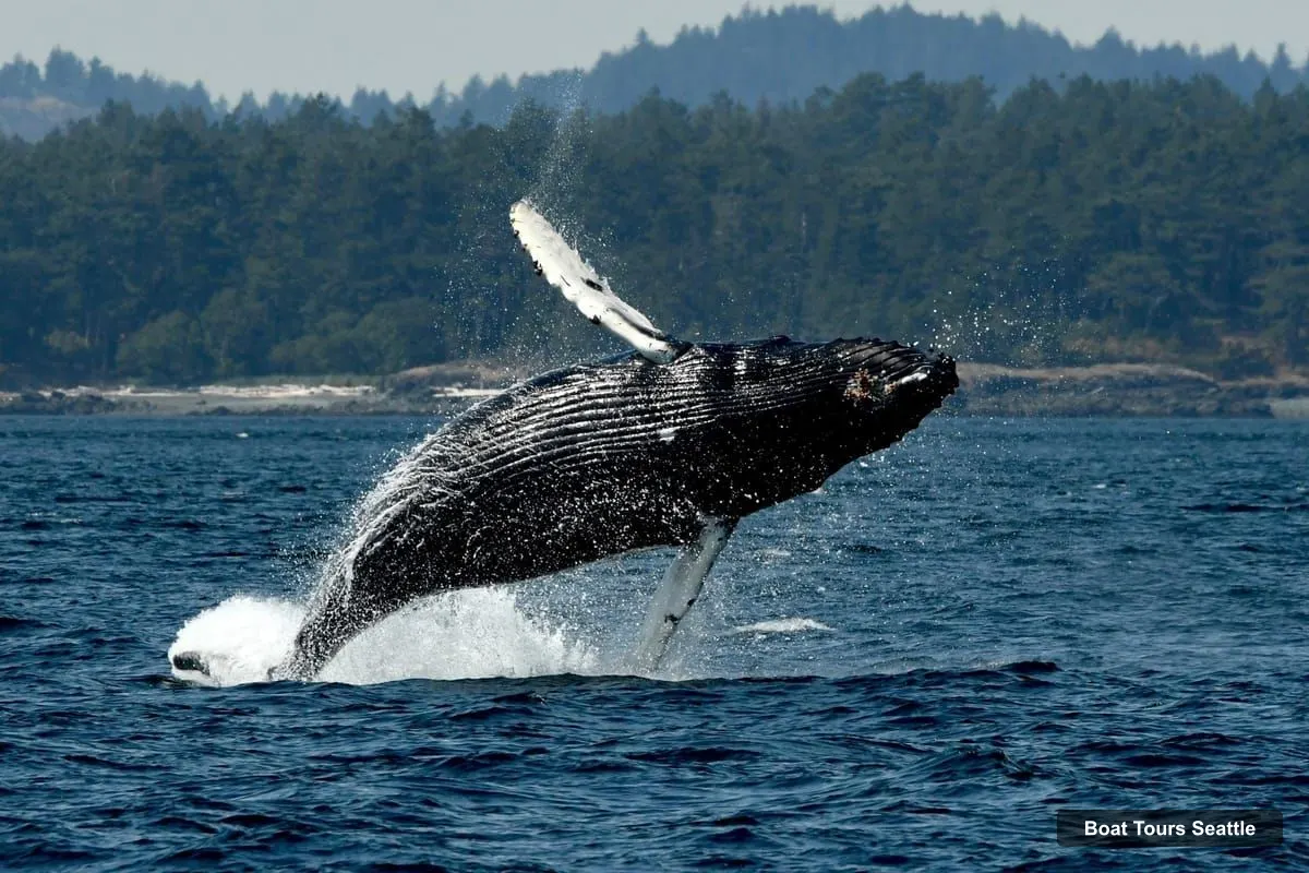 Boat Tours in Seattle – Whale Watching Adventure Tour Near Seattle (photo 3)