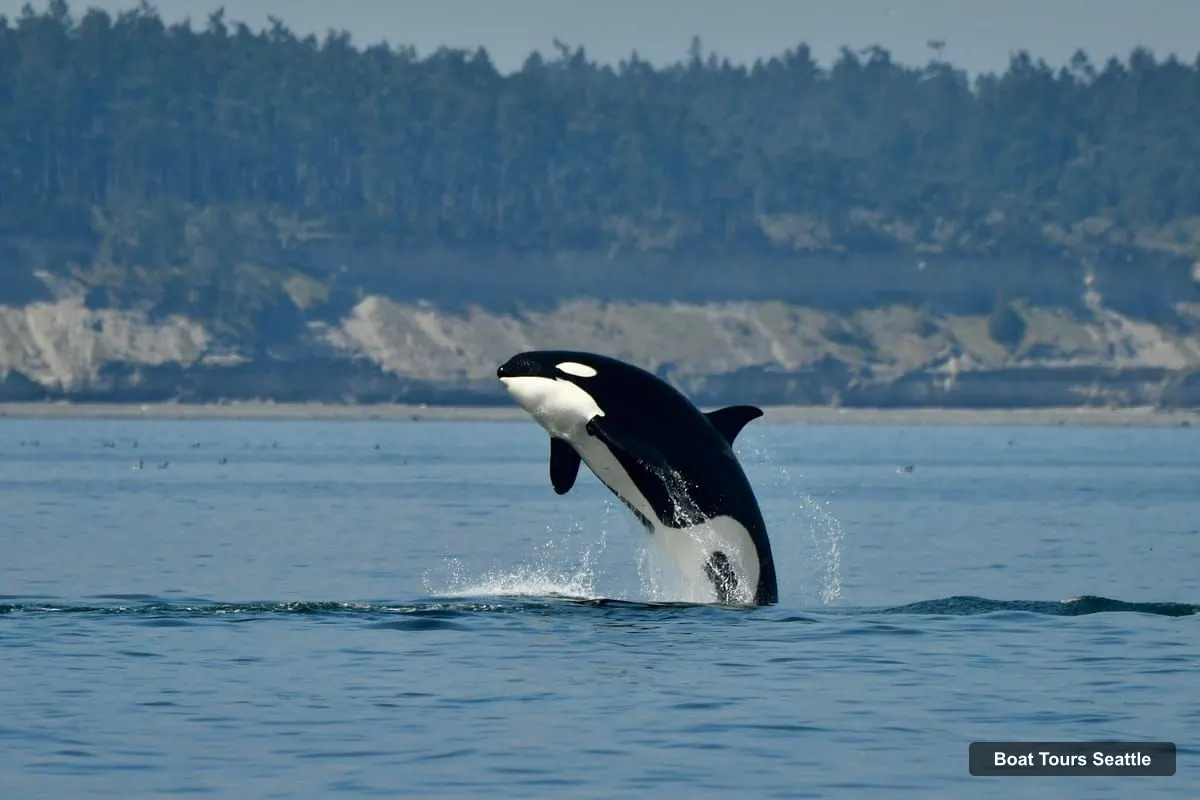 Boat Tours in Seattle – Whale Watching Adventure Tour Near Seattle (photo 4)