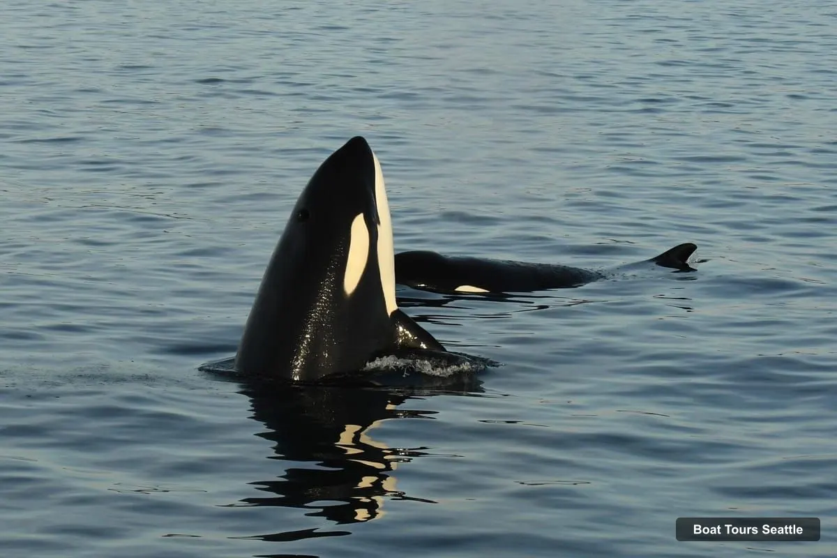 Boat Tours in Seattle – Whale Watching Adventure Tour Near Seattle (photo 5)