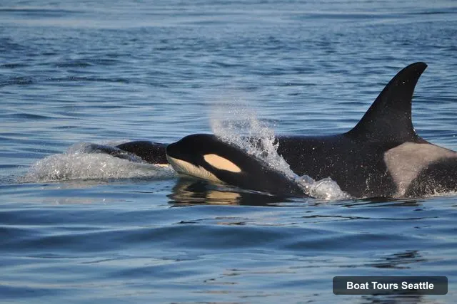 Seattle Harbor Cruise – Orca Whales Guaranteed Boat Tour near Seattle