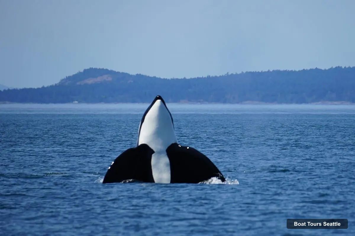 Seattle Harbor Cruise – Orca Whales Guaranteed Boat Tour near Seattle (photo 2)