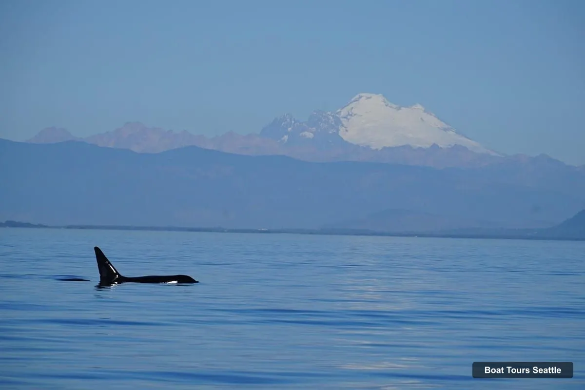 Seattle Harbor Cruise – Orca Whales Guaranteed Boat Tour near Seattle (photo 3)