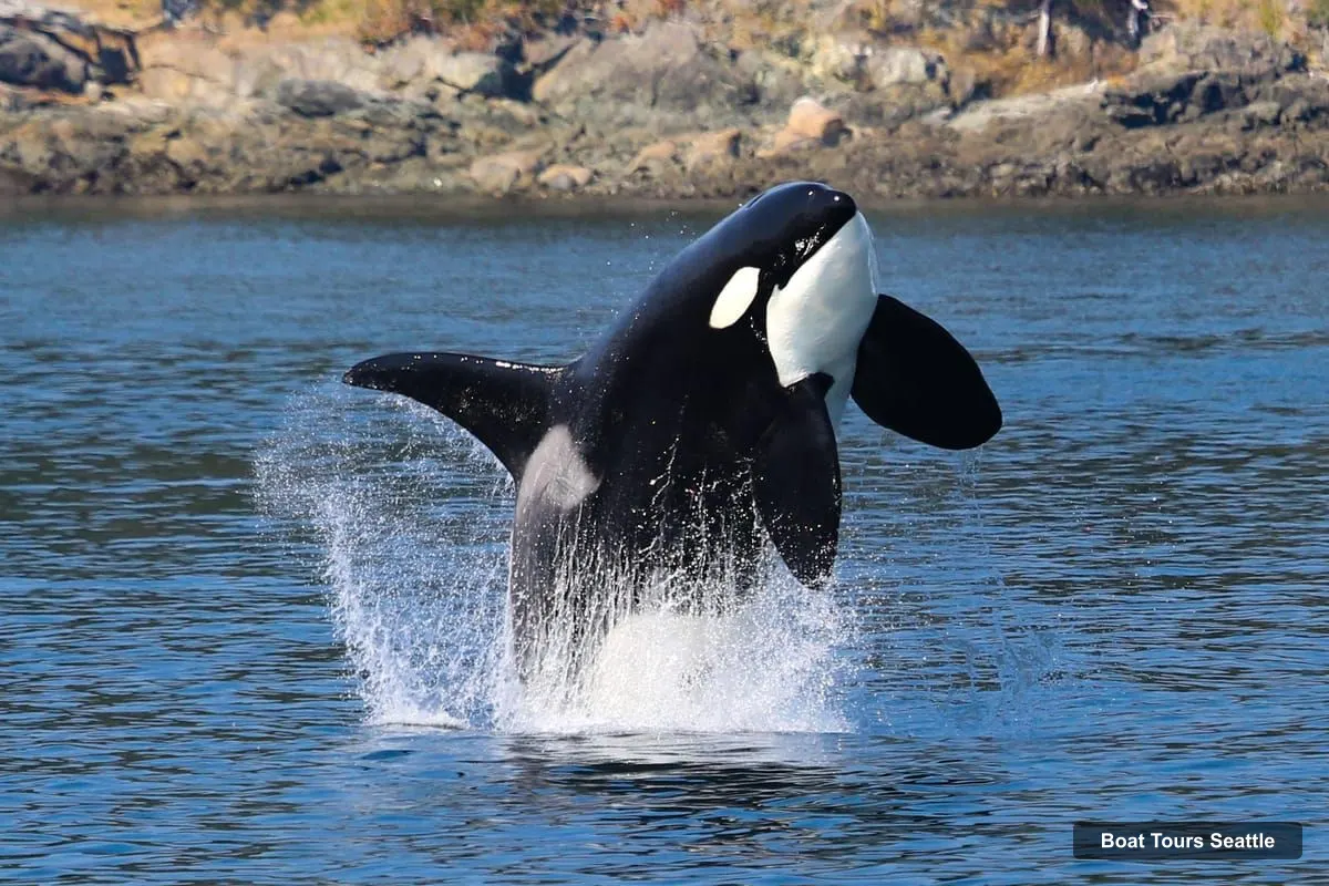 Seattle Harbor Cruise – Orca Whales Guaranteed Boat Tour near Seattle (photo 4)