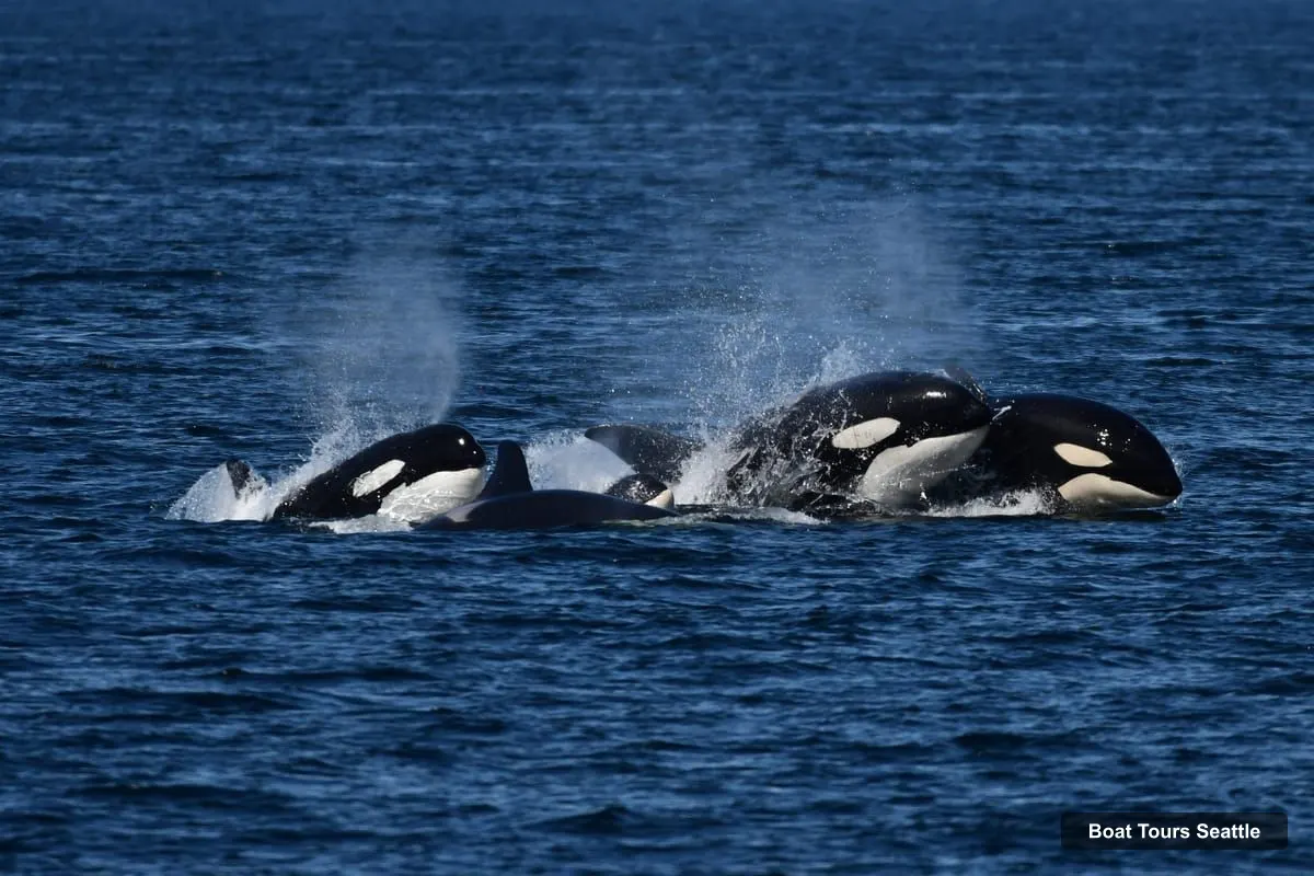 Seattle Harbor Cruise – Orca Whales Guaranteed Boat Tour near Seattle (photo 5)