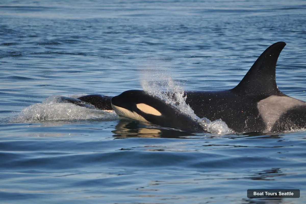 Seattle Harbor Cruise – Orca Whales Guaranteed Boat Tour near Seattle