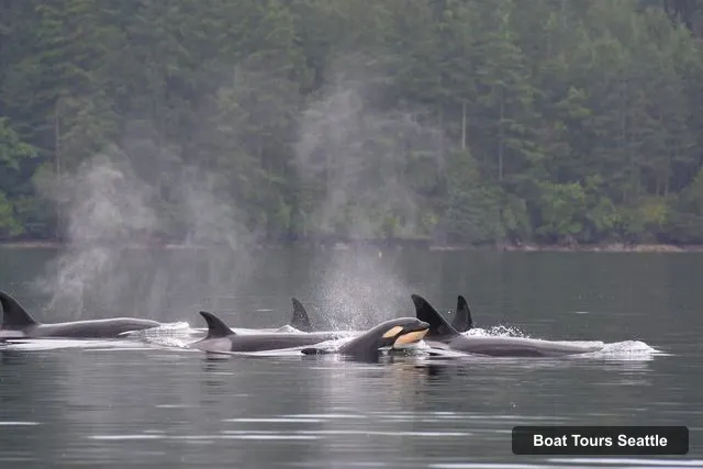 Seattle Harbor Cruise – Wildlife and Whale Watching Cruise