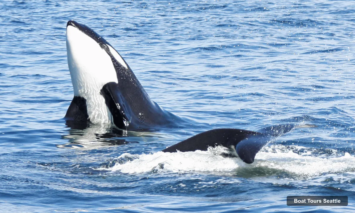 Seattle Harbor Cruise – Wildlife and Whale Watching Cruise (photo 3)