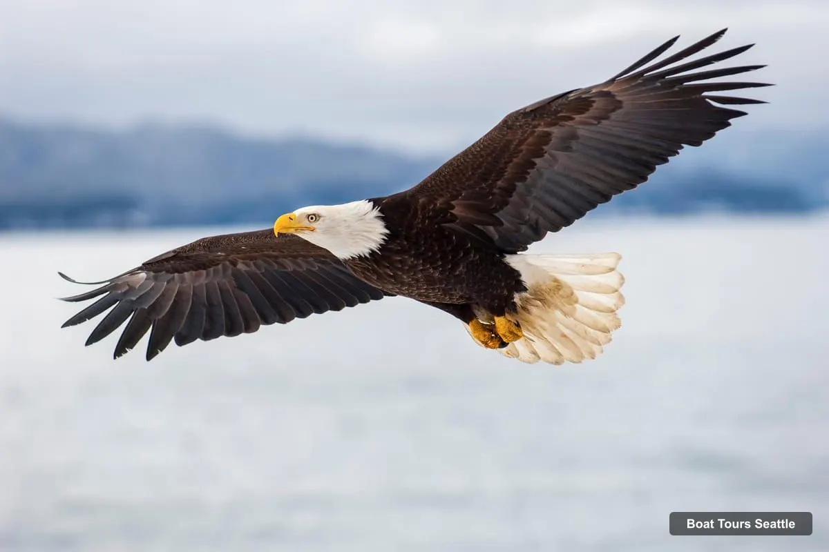 Seattle Harbor Cruise – Wildlife and Whale Watching Cruise (photo 4)