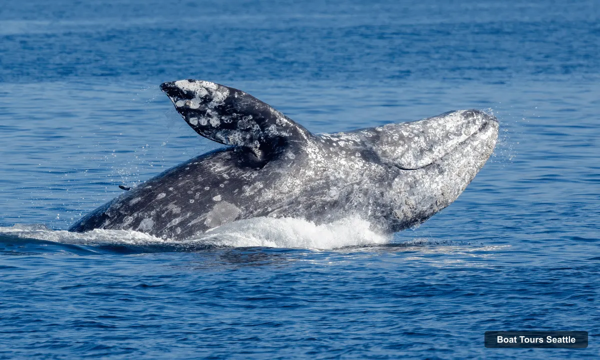 Seattle Harbor Cruise – Wildlife and Whale Watching Cruise (photo 5)