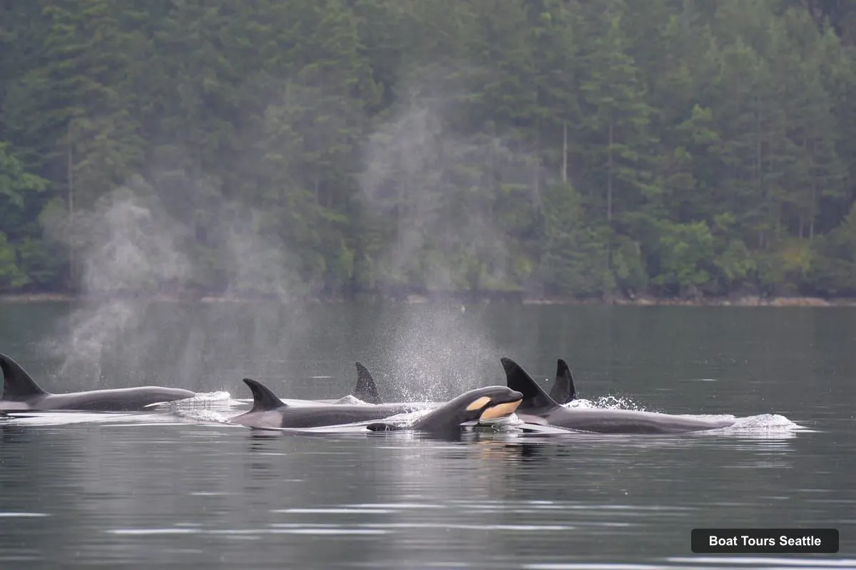 Seattle Harbor Cruise – Wildlife and Whale Watching Cruise