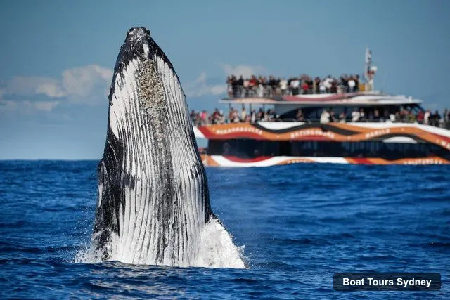 Sydney Boat Cruises – 2-hour Express Whale Watching Cruise
