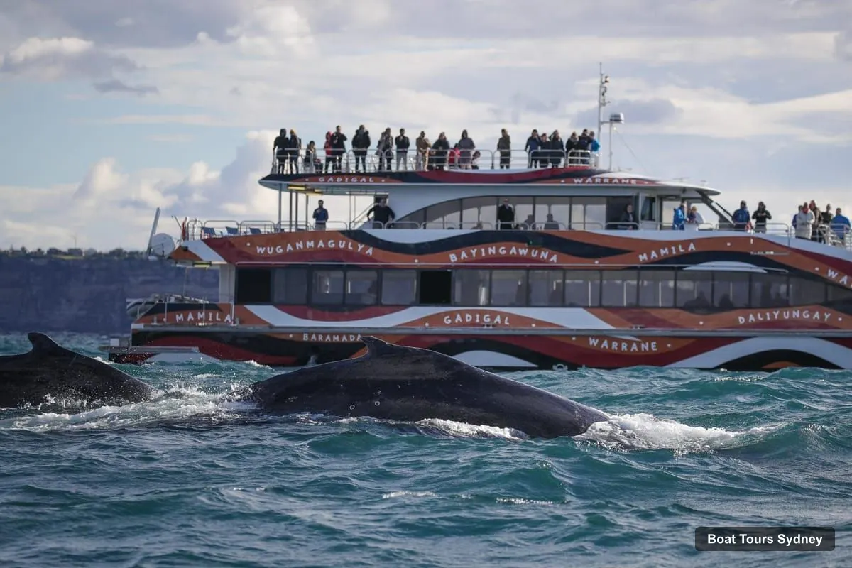 Sydney Boat Cruises – 2-hour Express Whale Watching Cruise (photo 2)