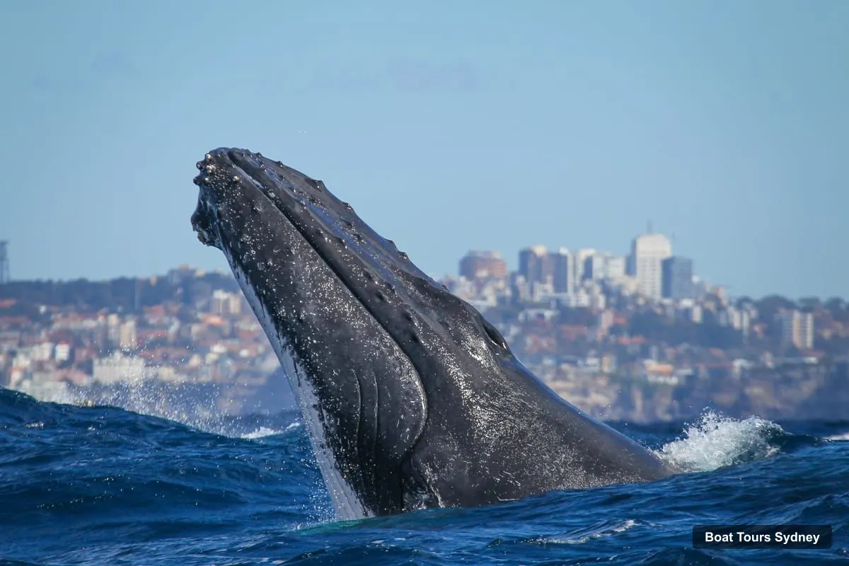 Sydney Boat Cruises – 2-hour Express Whale Watching Cruise (photo 3)