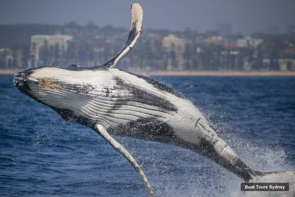 Sydney Boat Cruises – 2-hour Express Whale Watching Cruise (photo 5)