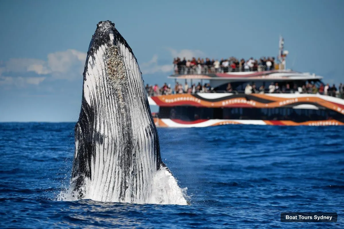 Sydney Boat Cruises – 2-hour Express Whale Watching Cruise