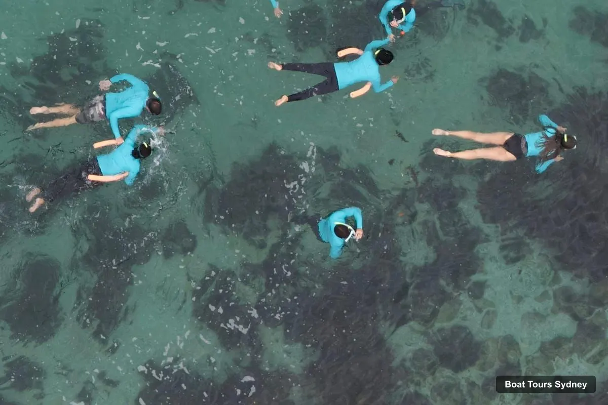 Sydney Boat Cruises – Manly Beach: Guided Snorkeling Tour in a Marine Sanctuary (photo 3)