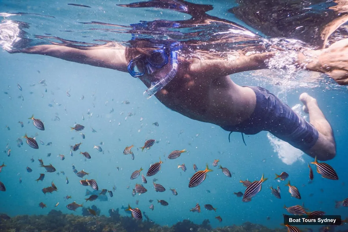 Sydney Boat Cruises – Small-Group Marine-Life Snorkeling Tour (photo 2)