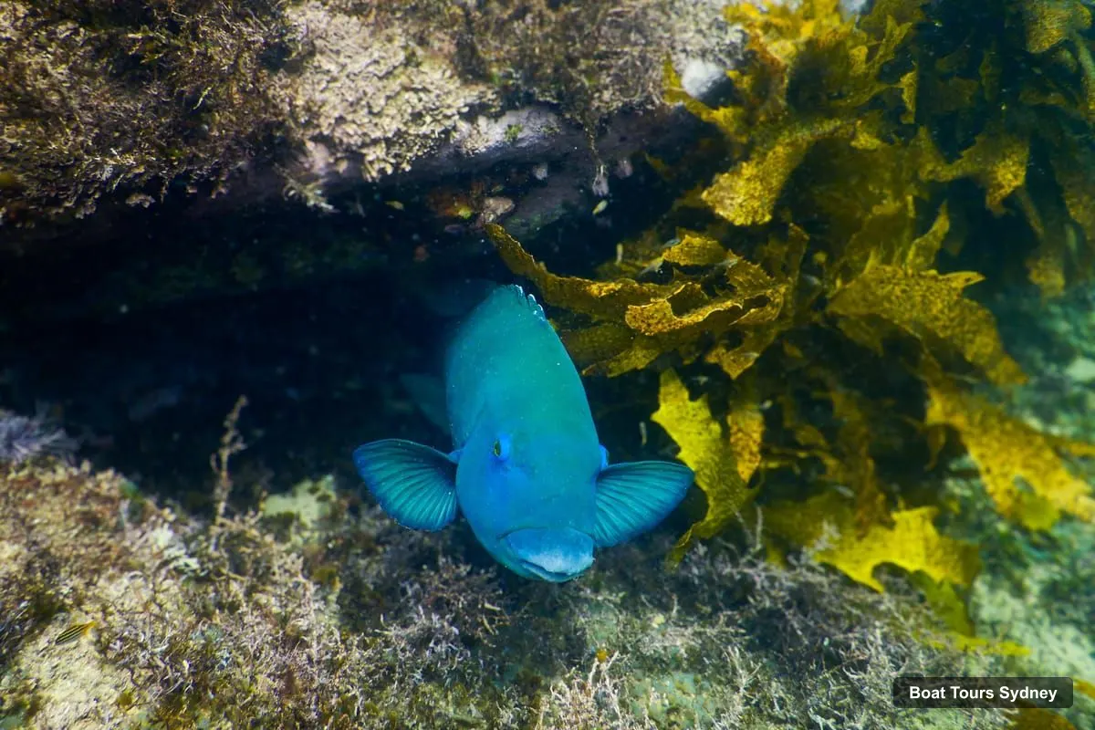 Sydney Boat Cruises – Small-Group Marine-Life Snorkeling Tour (photo 5)