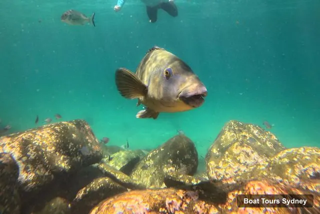 Sydney Boat Cruises – Manly Beach: Guided Snorkeling Tour in a Marine Sanctuary