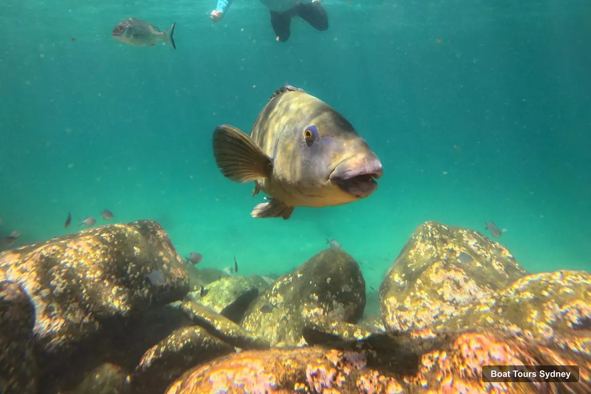 Sydney Boat Cruises – Manly Beach: Guided Snorkeling Tour in a Marine Sanctuary