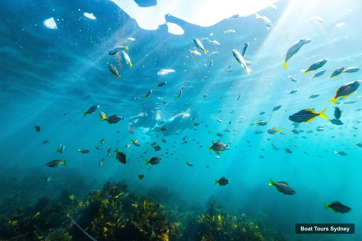 Sydney Boat Trips – Rocky-Reef Snorkeling Tour at Manly & Shelly Beach (photo 3)