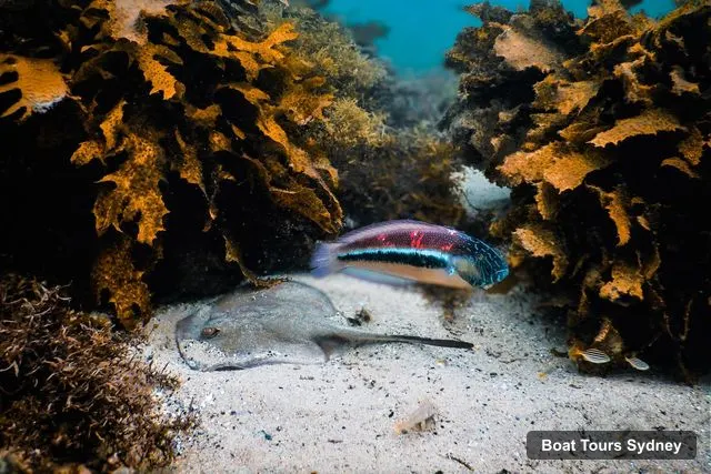 Sydney Boat Cruises – Small-Group Marine-Life Snorkeling Tour
