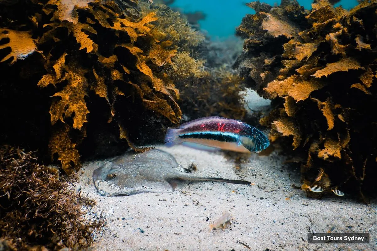 Sydney Boat Cruises – Small-Group Marine-Life Snorkeling Tour