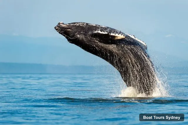 Sydney Boat Trips – Whale Watching Adventure Cruise