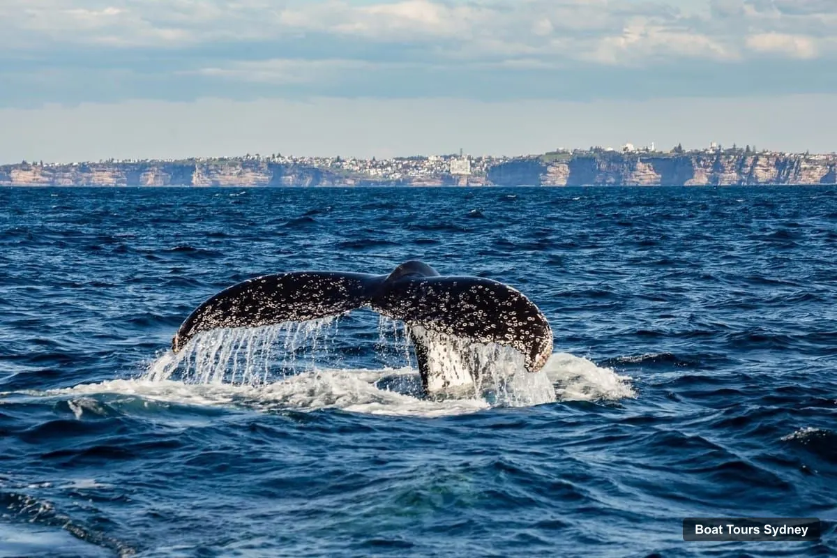 Sydney Boat Trips – Whale Watching Adventure Cruise (photo 2)