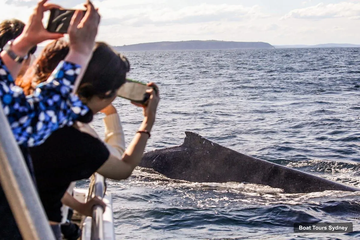 Sydney Boat Trips – Whale Watching Adventure Cruise (photo 3)