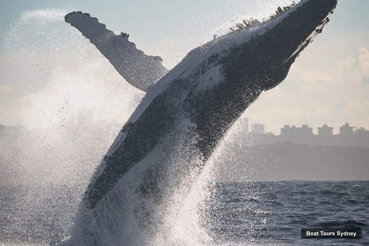Sydney Boat Trips – Whale Watching Adventure Cruise (photo 5)