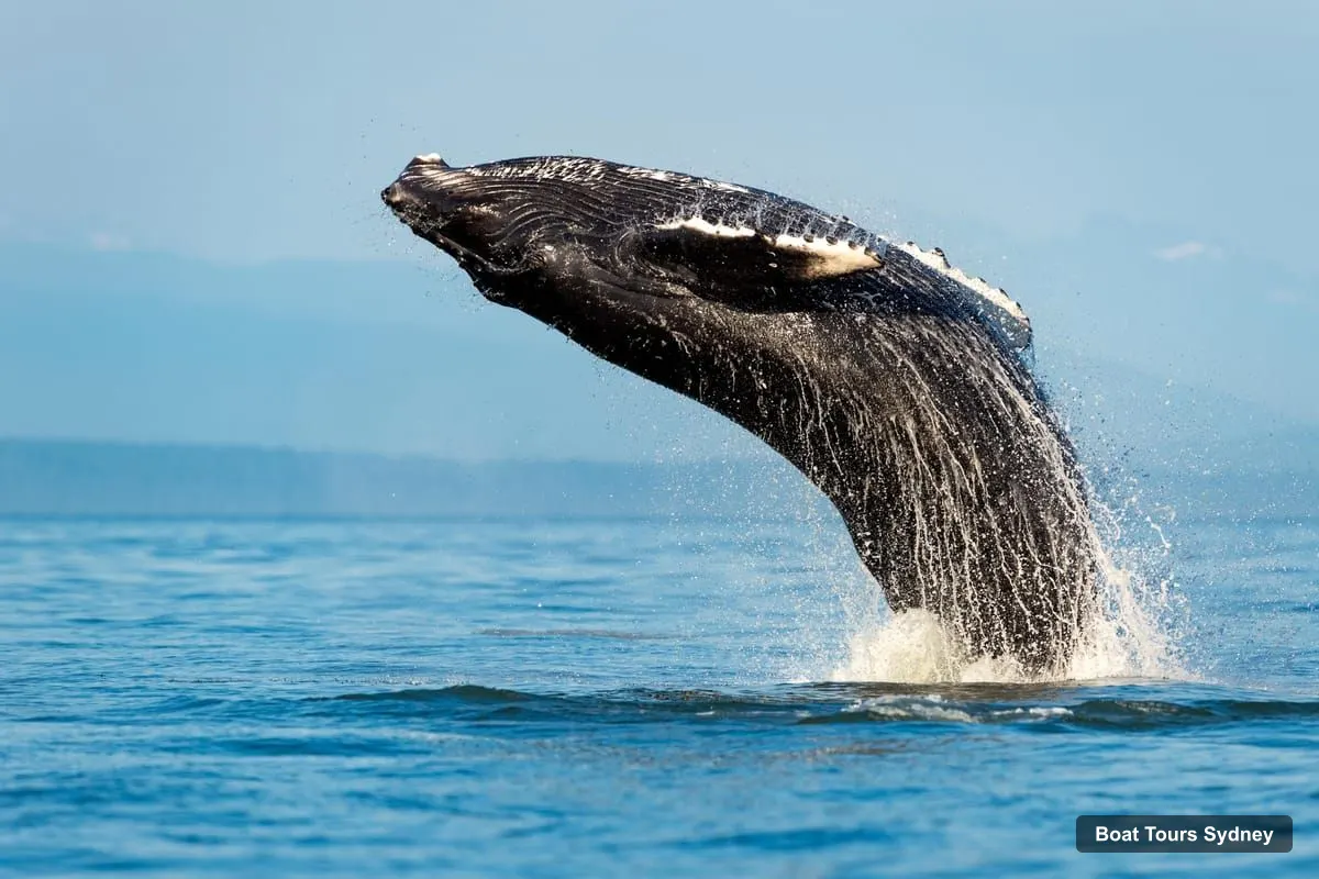 Sydney Boat Trips – Whale Watching Adventure Cruise