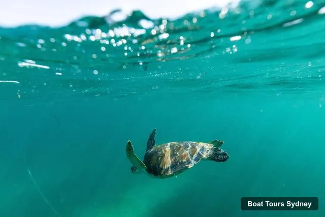 Sydney Boat Trips – Rocky-Reef Snorkeling Tour at Manly & Shelly Beach