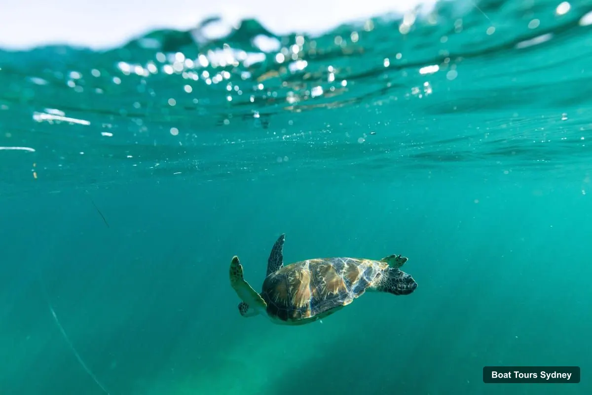 Sydney Boat Trips – Rocky-Reef Snorkeling Tour at Manly & Shelly Beach