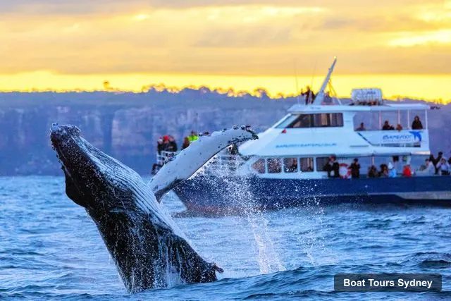 Sydney Harbor Cruise – Scenic Whale Watching Cruise - Whales Guaranteed