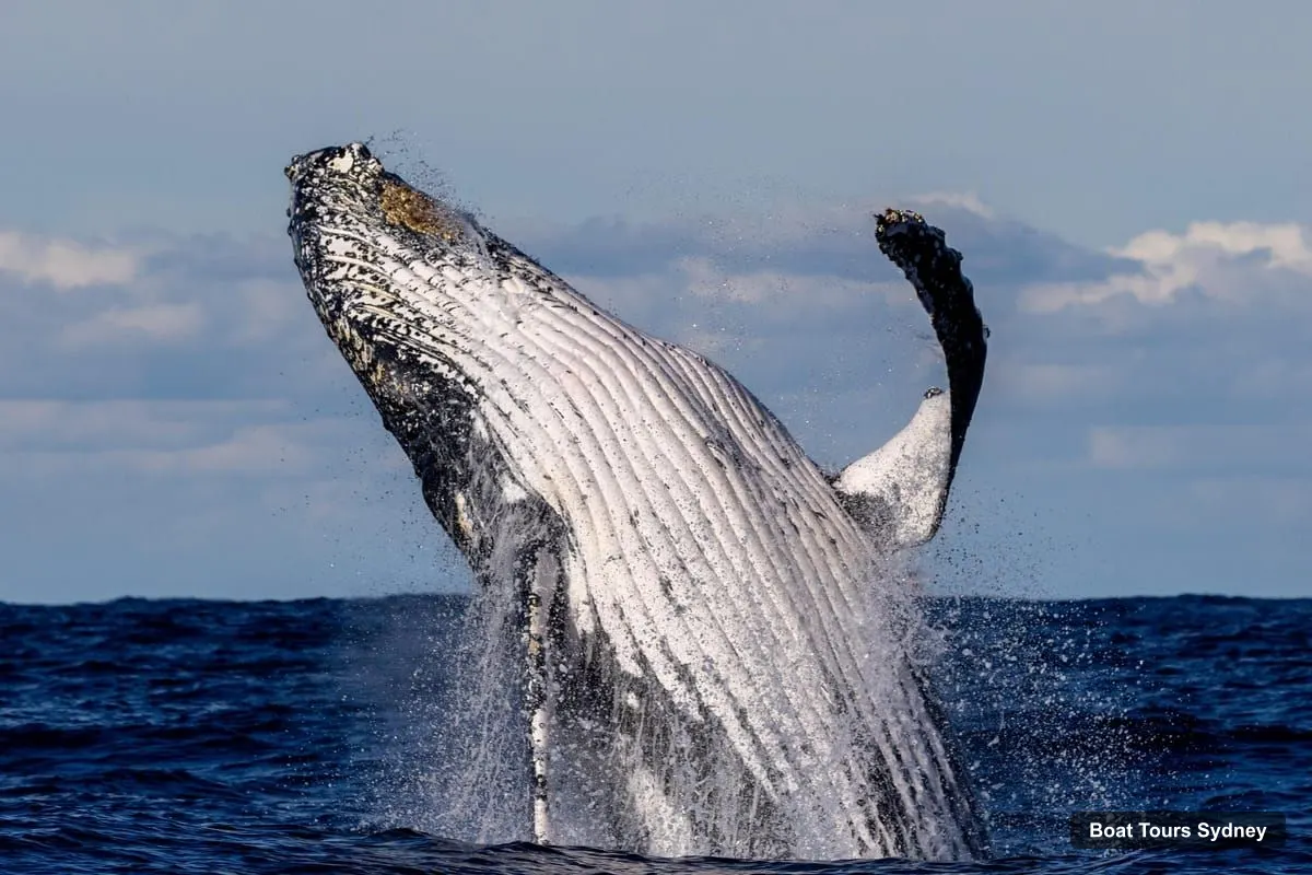 Sydney Harbor Cruise – Scenic Whale Watching Cruise - Whales Guaranteed (photo 2)