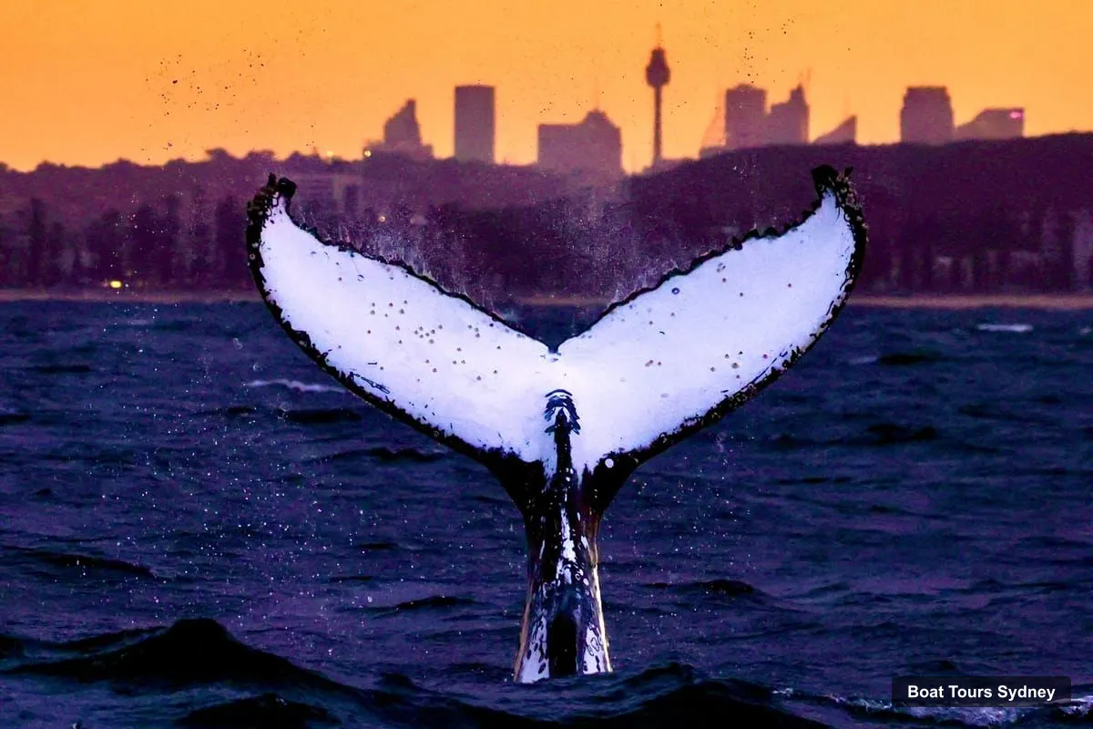 Sydney Harbor Cruise – Scenic Whale Watching Cruise - Whales Guaranteed (photo 3)