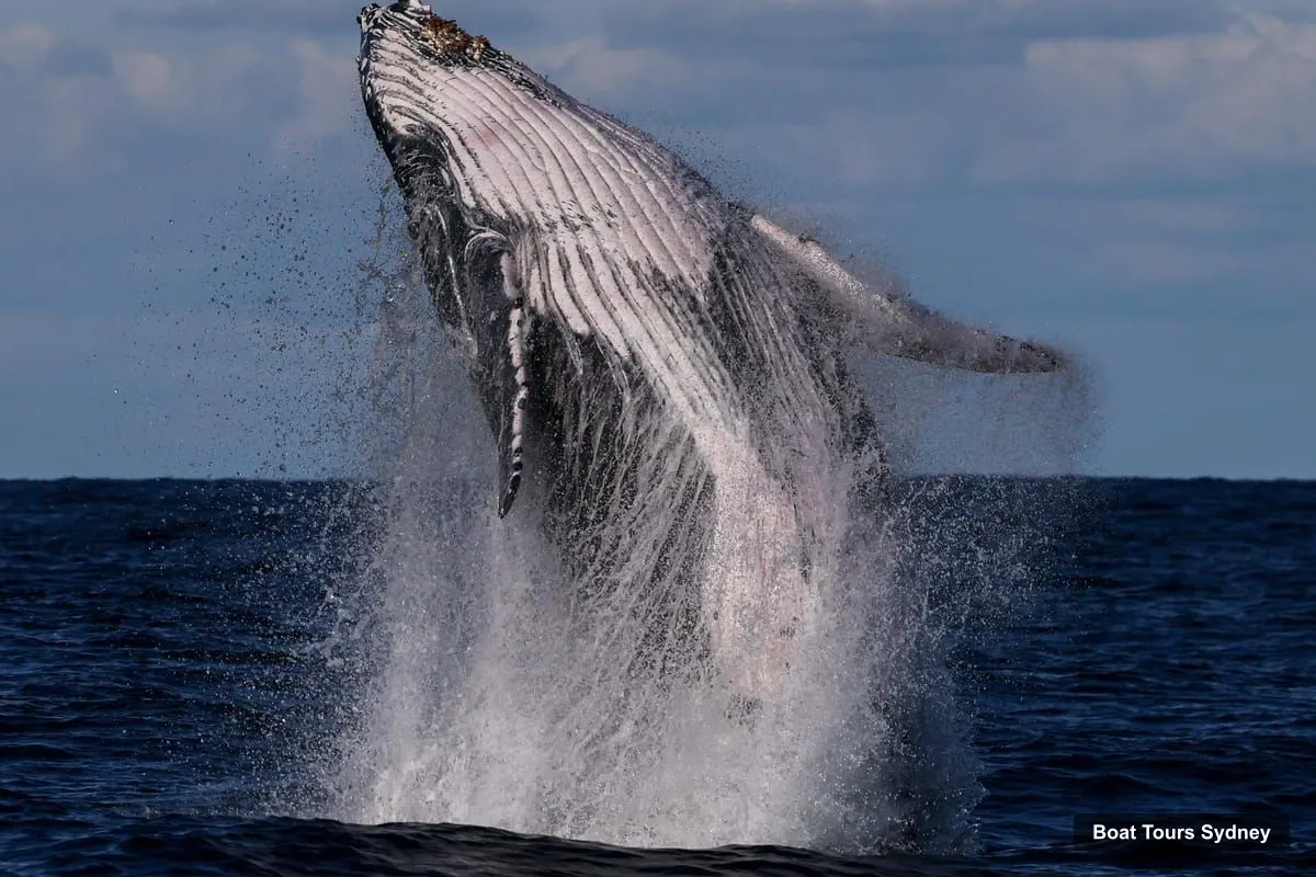Sydney Harbor Cruise – Scenic Whale Watching Cruise - Whales Guaranteed (photo 4)
