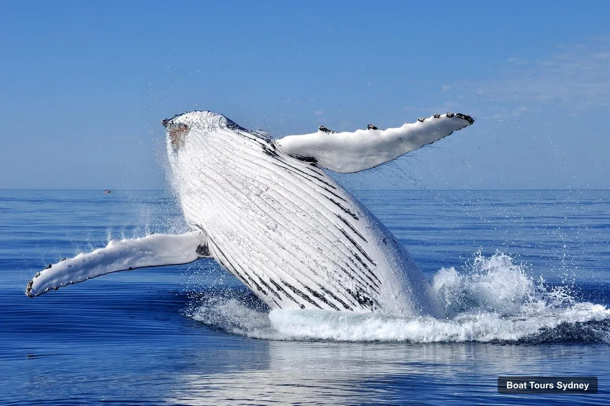 Sydney Harbor Cruise – Scenic Whale Watching Cruise - Whales Guaranteed (photo 5)