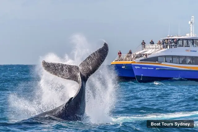 Whale Watching Sydney – Whale Watching Sydney, Sydney – Sydney Boat Cruises