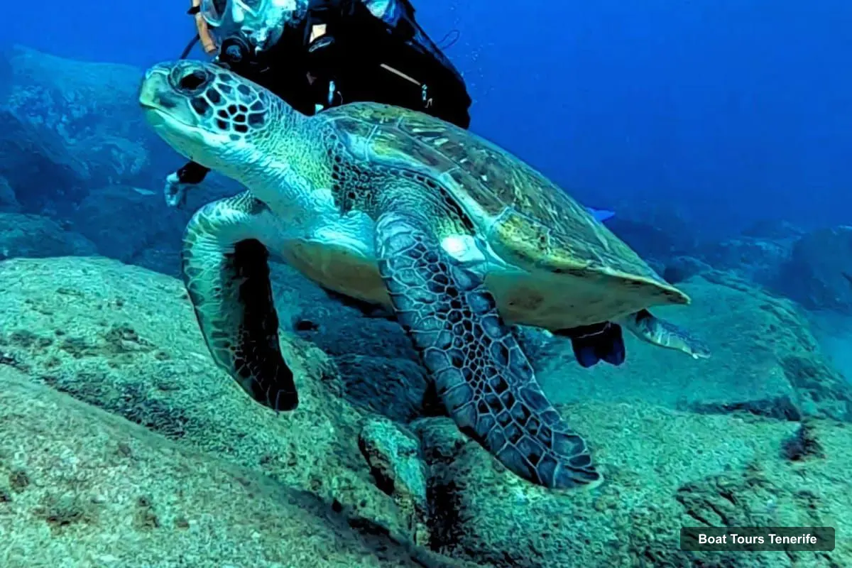 Boat Tours in Tenerife – 2-in-1 Scuba Diving & Snorkeling in Turtle Habitat (photo 4)