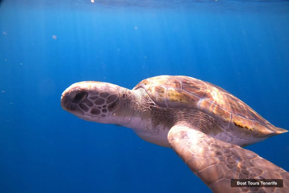 Boat Tours in Tenerife – 2-in-1 Scuba Diving & Snorkeling in Turtle Habitat (photo 5)