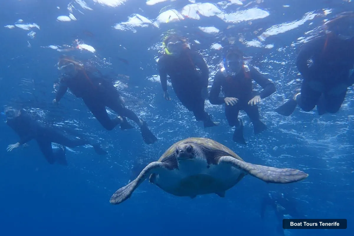 Boat Tours in Tenerife – Kayak & Snorkel with Marine Wildlife + Free Videos (photo 3)
