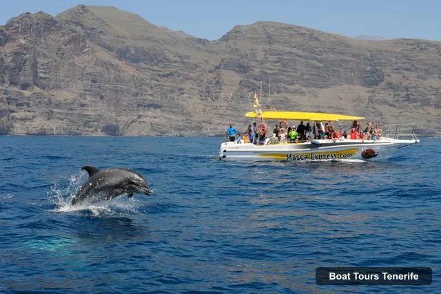 Boat Tours Tenerife – Dolphin & Whale Watching Cruise with Swim Stop